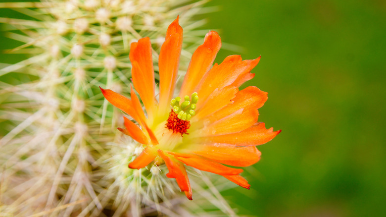 Echinocereus triglochidiatus flower