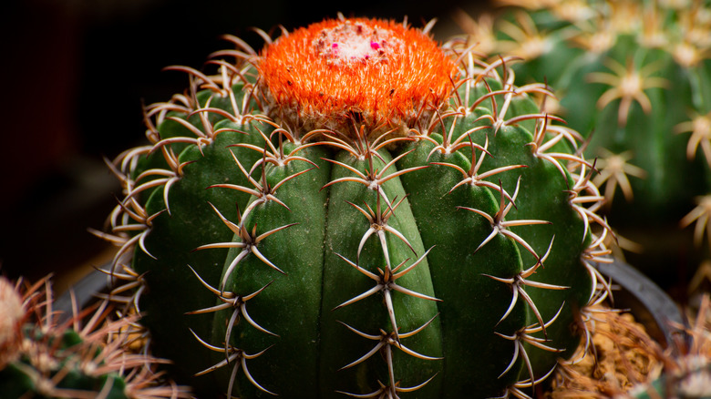 Melocactus matanzanus