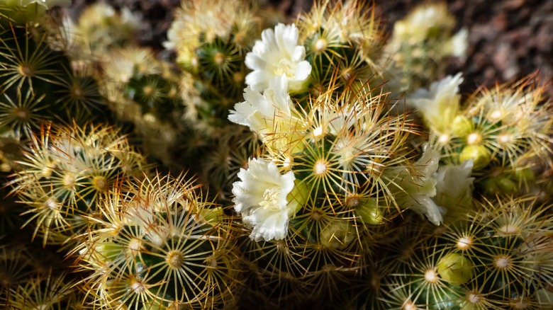 Mammillaria elongata in bloom 