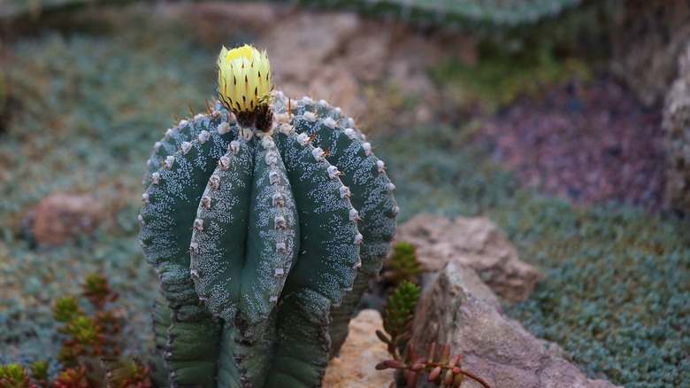 Astrophytum ornatum