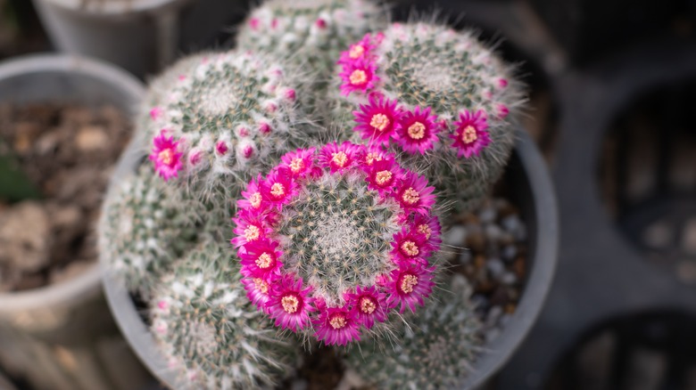 Mammillaria hahniana