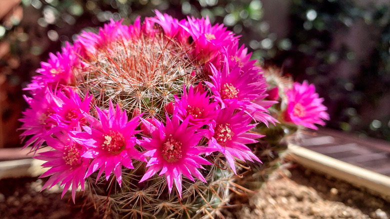 Mammillaria zeilmanniana