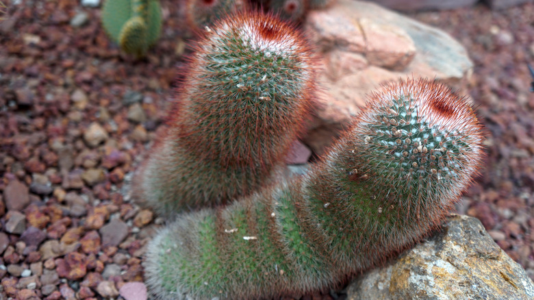 Parodia erubescens cactus