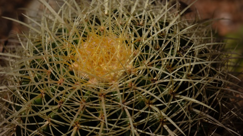 sulcorebutia cactus