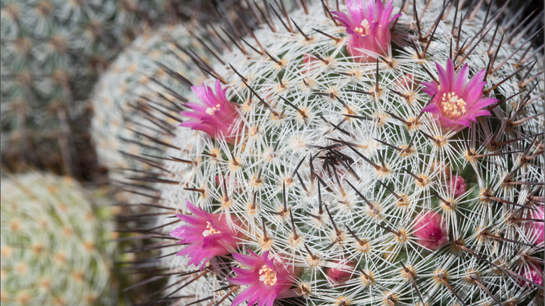 Mammillaria geminispina