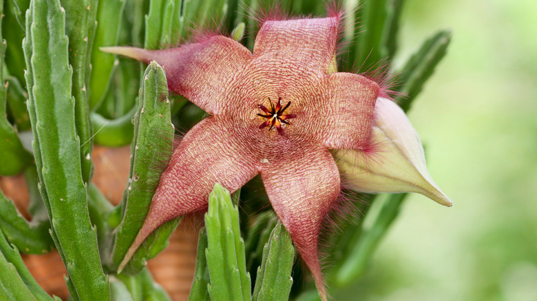 Stapelia gigantea in bloom