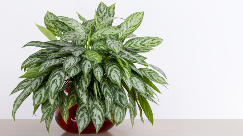 chinese evergreen 