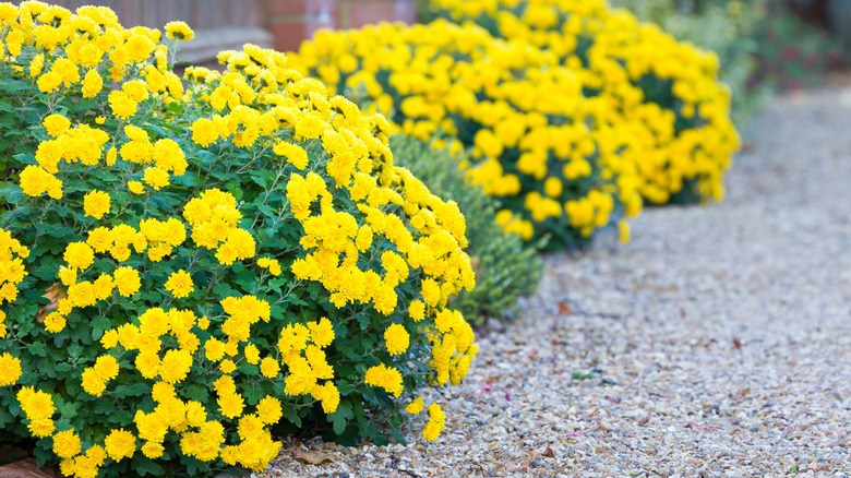 yellow chrysanthemum border