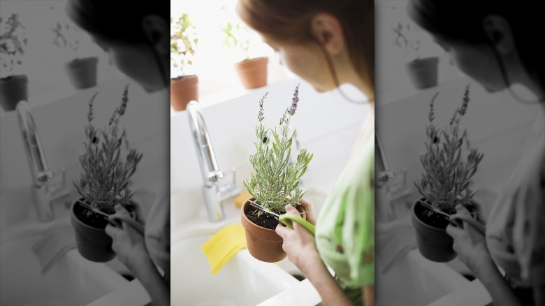 woman with lavender plant 