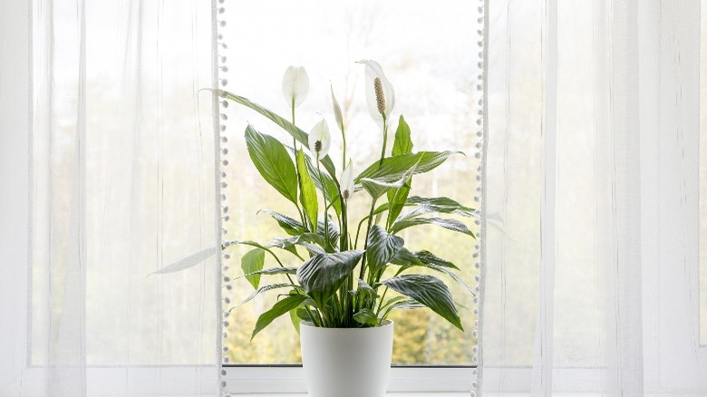 peace lily in window 