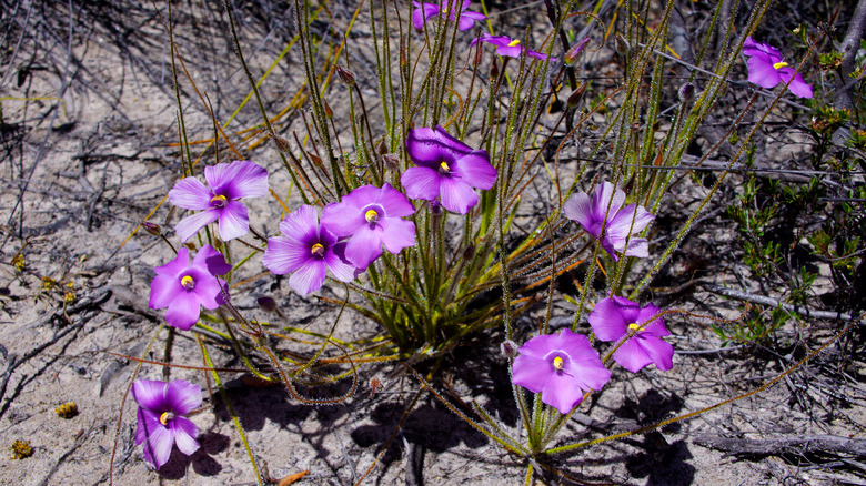 Australian rainbow carnivorous plants