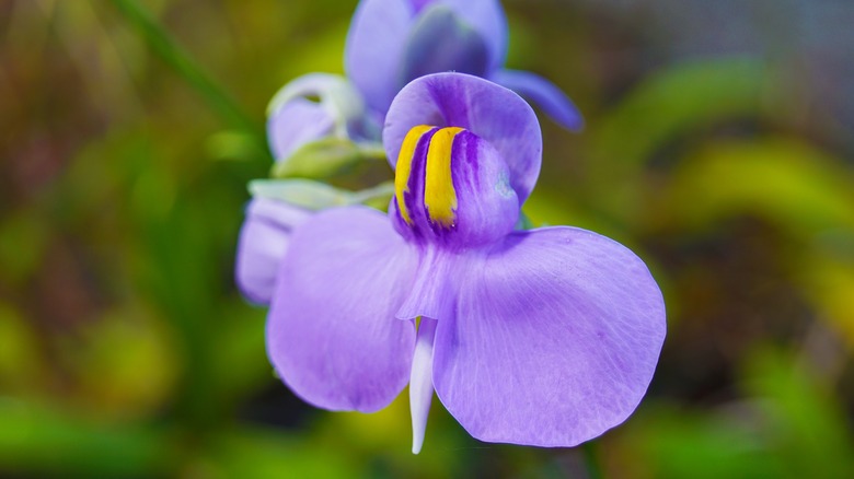 Bladderwort carnivorous plant