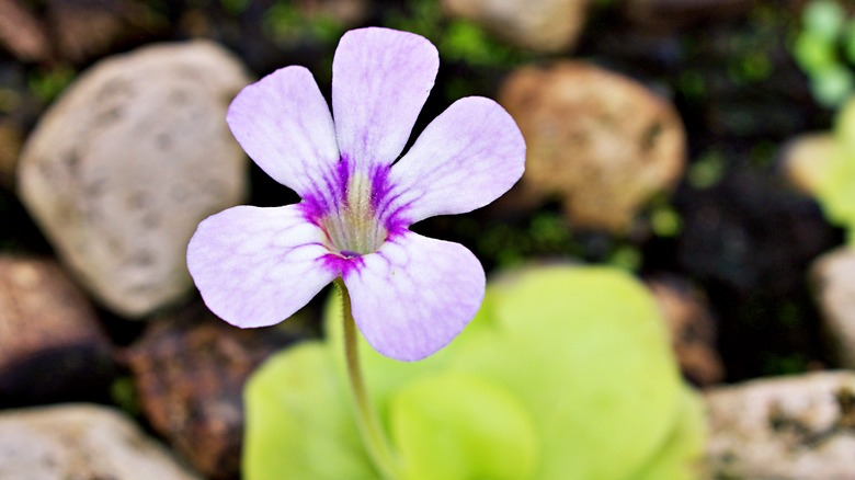 Mexican butterworts carnivorous plant