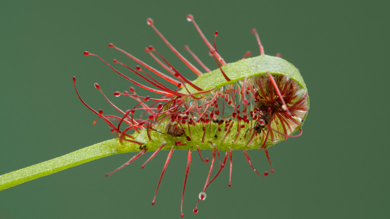 Cape sundew carnivorous plant