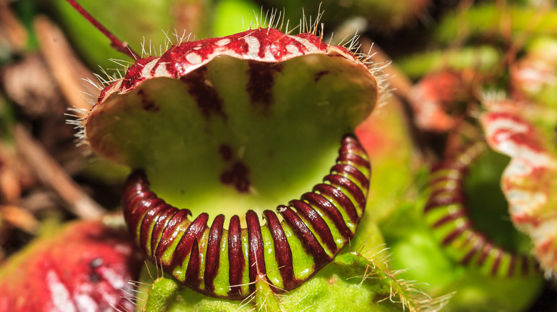 Cephalotus carnivorous plant