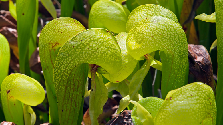 Cobra lily carnivorous plant