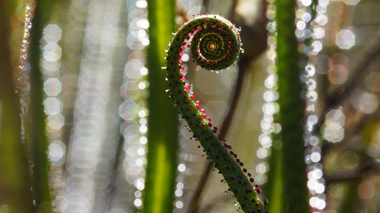 Dewey pine carnivorous plant