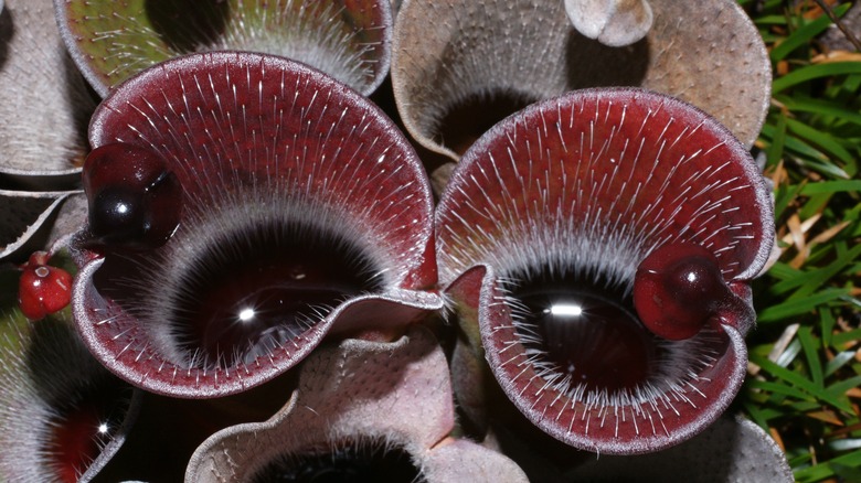 Heliamphora pulchella carnivorous plant