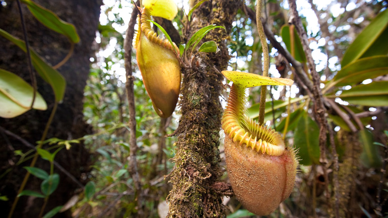 Monkey pitcher carnivorous plant