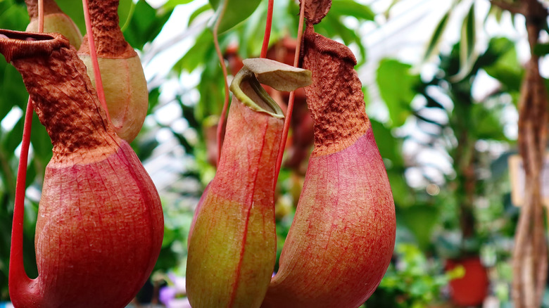 Nepenthes alata carnivorous pitcher plant