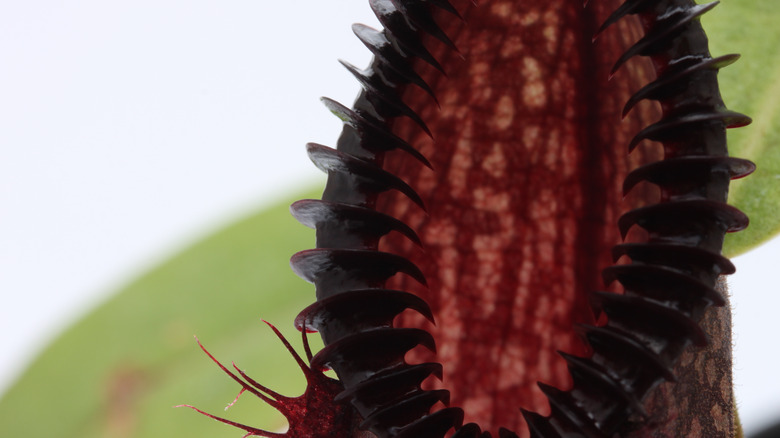 Nepenthes hamata carnivorous plant