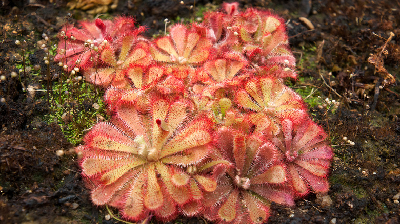 Alicde sundew carnivorous plant