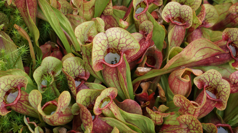 Sarracenia purpurea pitcher plants