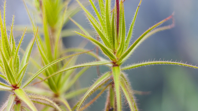 Roridula carnivorous plant