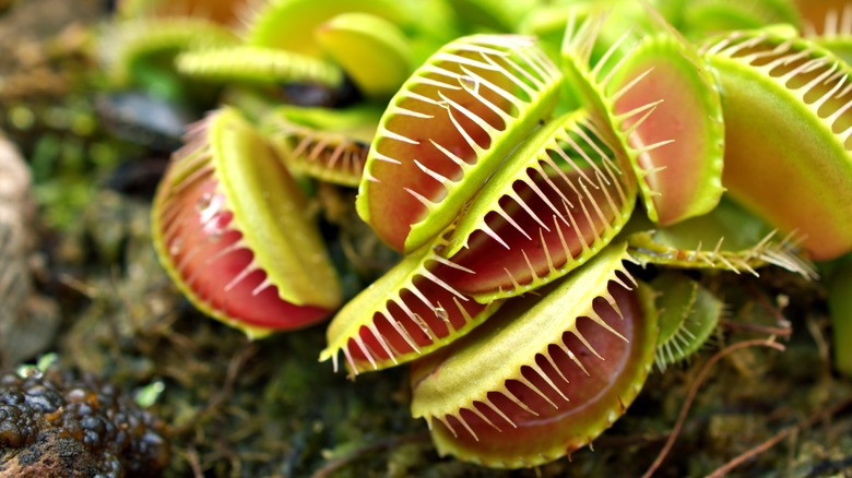 Venus flytrap carnivorous plant