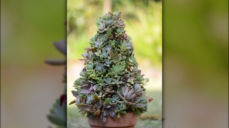 Succulent Christmas tree