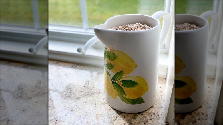 white pitcher filled with birdseed