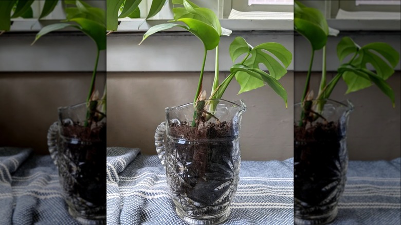 glass pitcher filled with plant