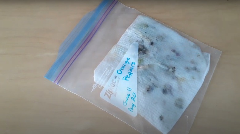 germinating seeds in plastic bag