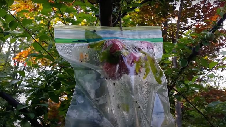 plum branch in plastic bag