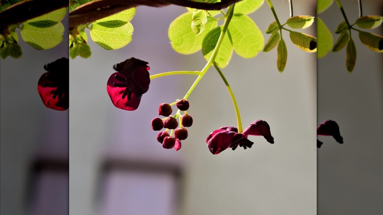 Chocolate vine blooms