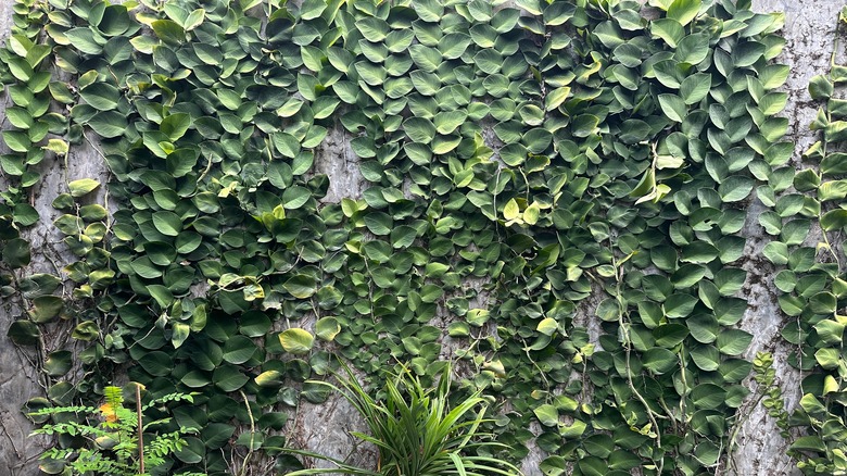 Creeping fig on wall