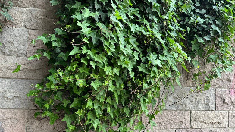 English ivy on wall