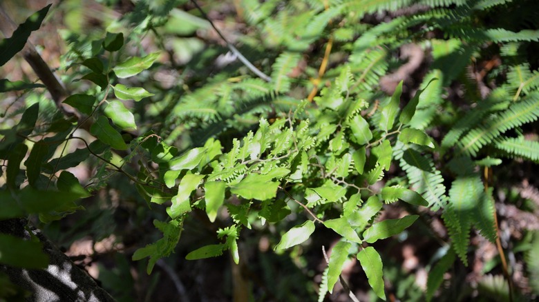 Japanese climbing fern