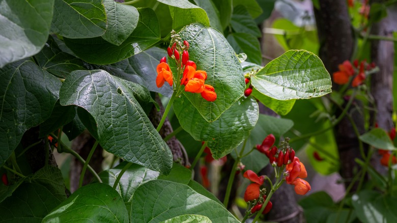 Scarlet runner beans