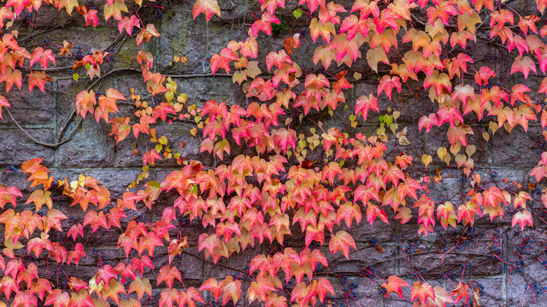 Colorful Virginia creeper