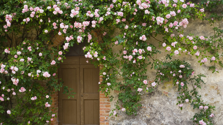 Climbing plant on wall