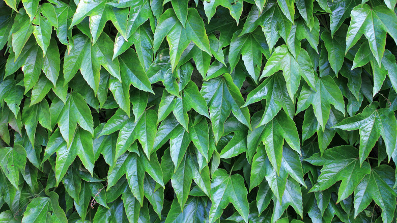 Boston ivy leaves