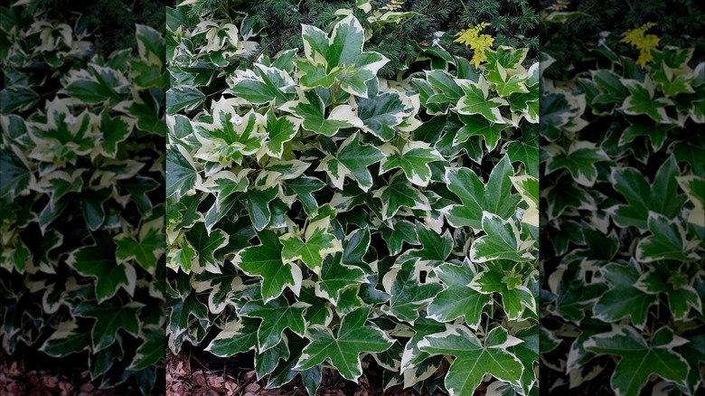 Bush ivy