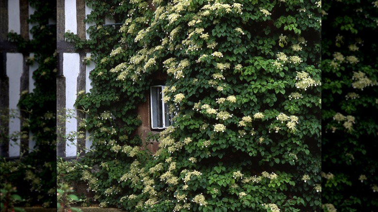 Climbing hydrangea on wall