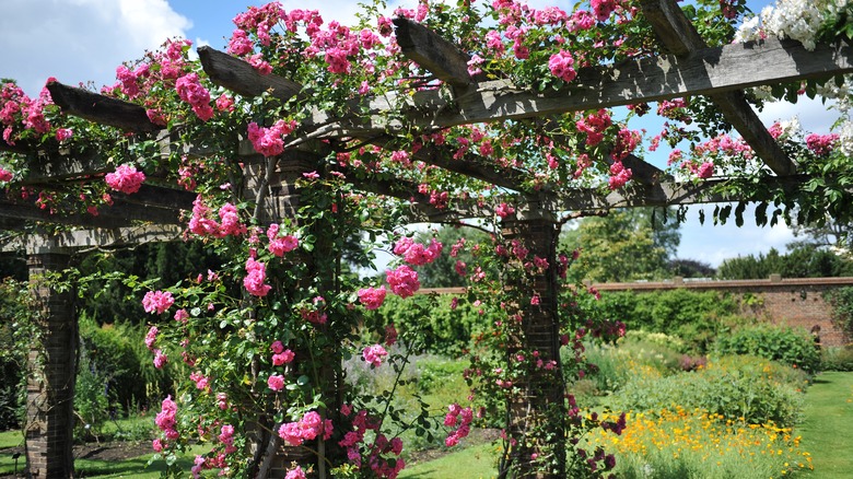 Pink climbing roses