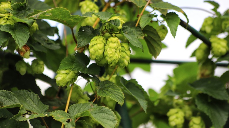 Common hops plant