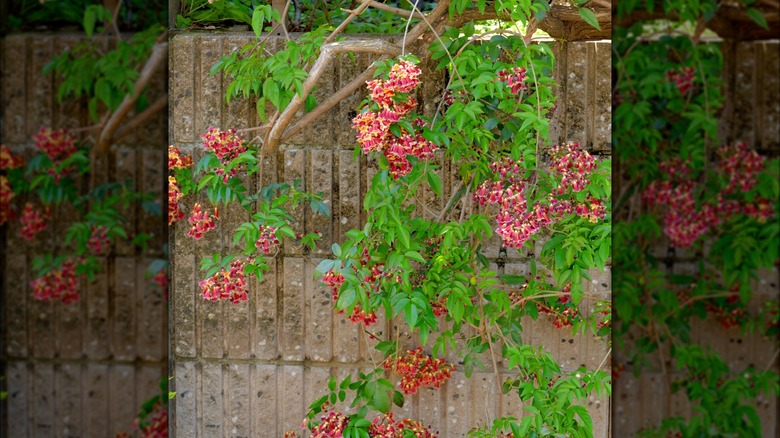 Crossvine on wall