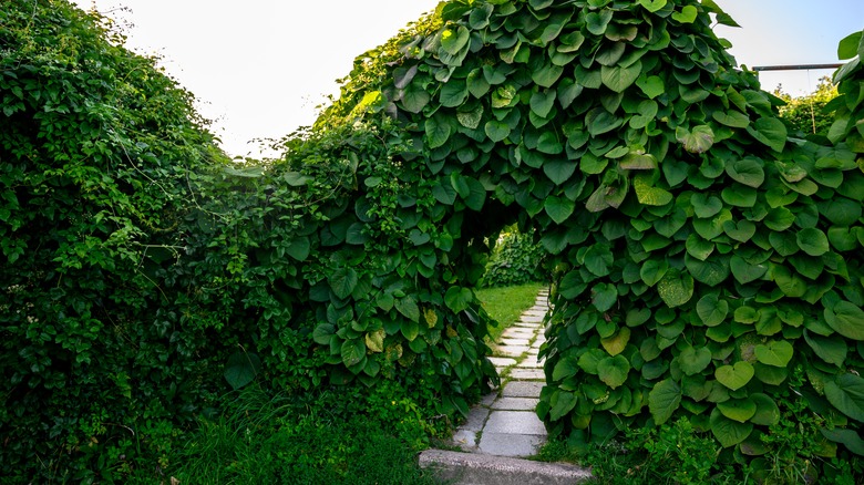 Dutchman's pipe around entryway