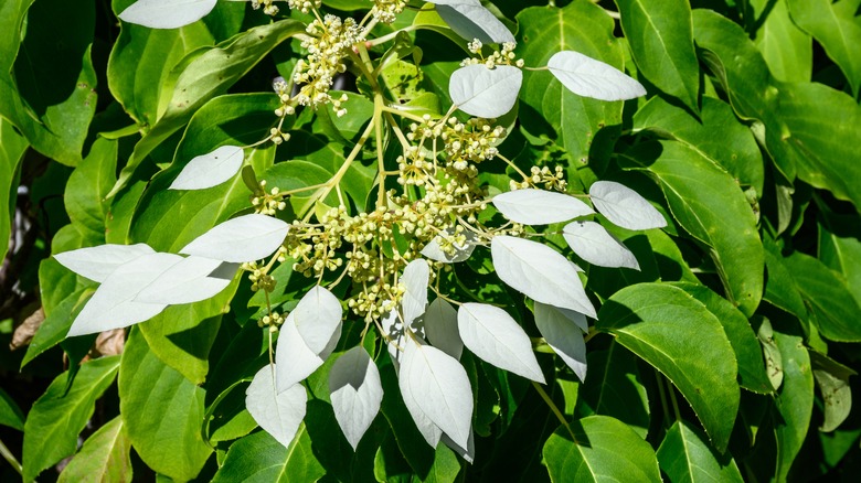 Evergreen climbing hydrangea