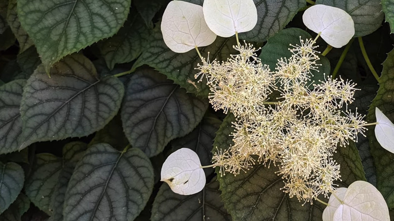 Japanese hydrangea vine 'Moonlight'